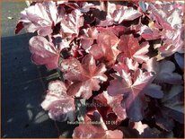 Heuchera &#39;Obsidian&#39;