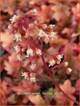 Heuchera &#39;Peach Flambe&#39;