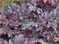 Heuchera &#39;Plum Pudding&#39;