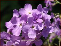 Hesperis matronalis