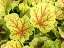 Heuchera &#39;Electra&#39;