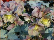 Helleborus sternii &#39;Silver Dollar&#39;