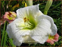 Hemerocallis &#39;Gentle Shepherd&#39;