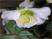 Helleborus niger