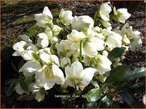 Helleborus niger