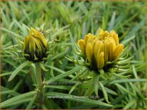 Helianthus &#39;Table Mountain&#39;