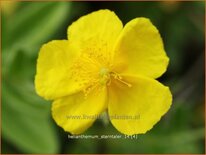 Helianthemum &#39;Sterntaler&#39;