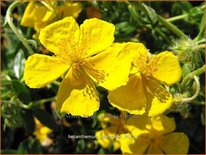 Helianthemum &#39;Sterntaler&#39;