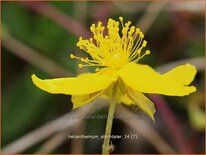 Helianthemum &#39;Sterntaler&#39;