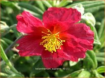 Helianthemum &#39;Supreme&#39;