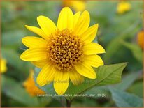 Helianthus decapetalus &#39;Capenoch Star&#39;