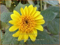 Helianthus decapetalus &#39;Capenoch Star&#39;