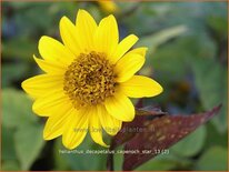 Helianthus decapetalus &#39;Capenoch Star&#39;