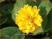 Helianthus decapetalus &#39;Plenus&#39;