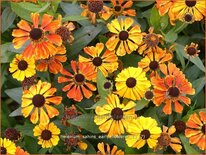 Helenium &#39;Sahins Early Flowerer&#39;