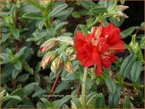 Helianthemum &#39;Amabile Plenum&#39;