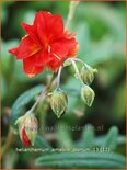 Helianthemum &#39;Amabile Plenum&#39;