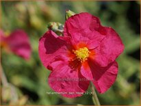 Helianthemum &#39;Ben Hope&#39;