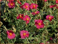 Helianthemum &#39;Ben Hope&#39;