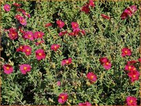 Helianthemum &#39;Ben Hope&#39;