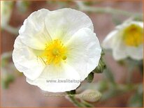 Helianthemum &#39;Elfenbeinglanz&#39;