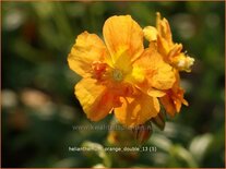 Helianthemum &#39;Orange Double&#39;