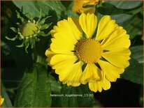 Helenium &#39;Kugelsonne&#39;