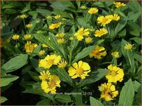 Helenium &#39;Kugelsonne&#39;