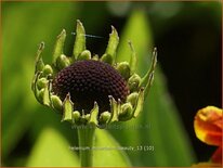 Helenium &#39;Moerheim Beauty&#39;