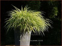 Hakonechloa macra &#39;Aureola&#39;