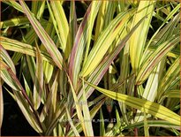 Hakonechloa macra &#39;Naomi&#39;