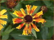 Helenium &#39;Biedermeier&#39;