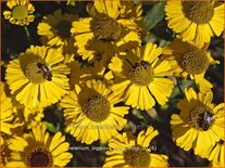 Helenium bigelovii &#39;The Bishop&#39;