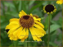 Helenium bigelovii &#39;The Bishop&#39;