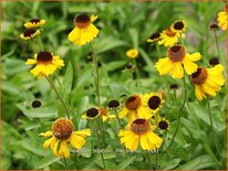 Helenium bigelovii &#39;The Bishop&#39;