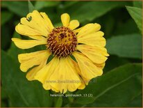 Helenium &#39;Goldrausch&#39;