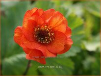 Geum &#39;Fire Opal&#39;