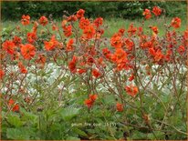 Geum &#39;Fire Opal&#39;