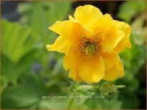 Geum chiloense &#39;Lady Stratheden&#39;