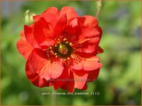 Geum chiloense &#39;Mrs Bradshaw&#39;