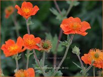 Geum coccineum &#39;Borisii&#39;