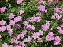 Geranium riversleaianum &#39;Mavis Simpson&#39;