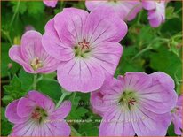 Geranium riversleaianum &#39;Mavis Simpson&#39;