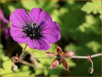 Geranium &#39;Sandrine&#39;