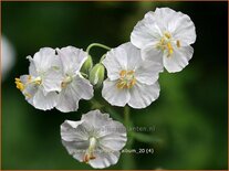 Geranium phaeum &#39;Album&#39;