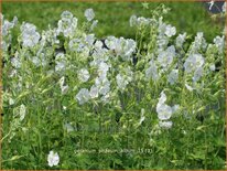 Geranium phaeum &#39;Album&#39;