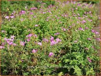 Geranium oxonianum &#39;Claridge Druce&#39;