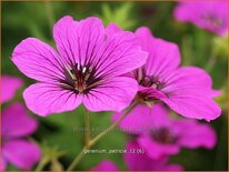 Geranium &#39;Patricia&#39;