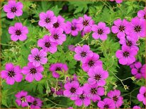 Geranium &#39;Patricia&#39;