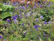 Geranium ibericum